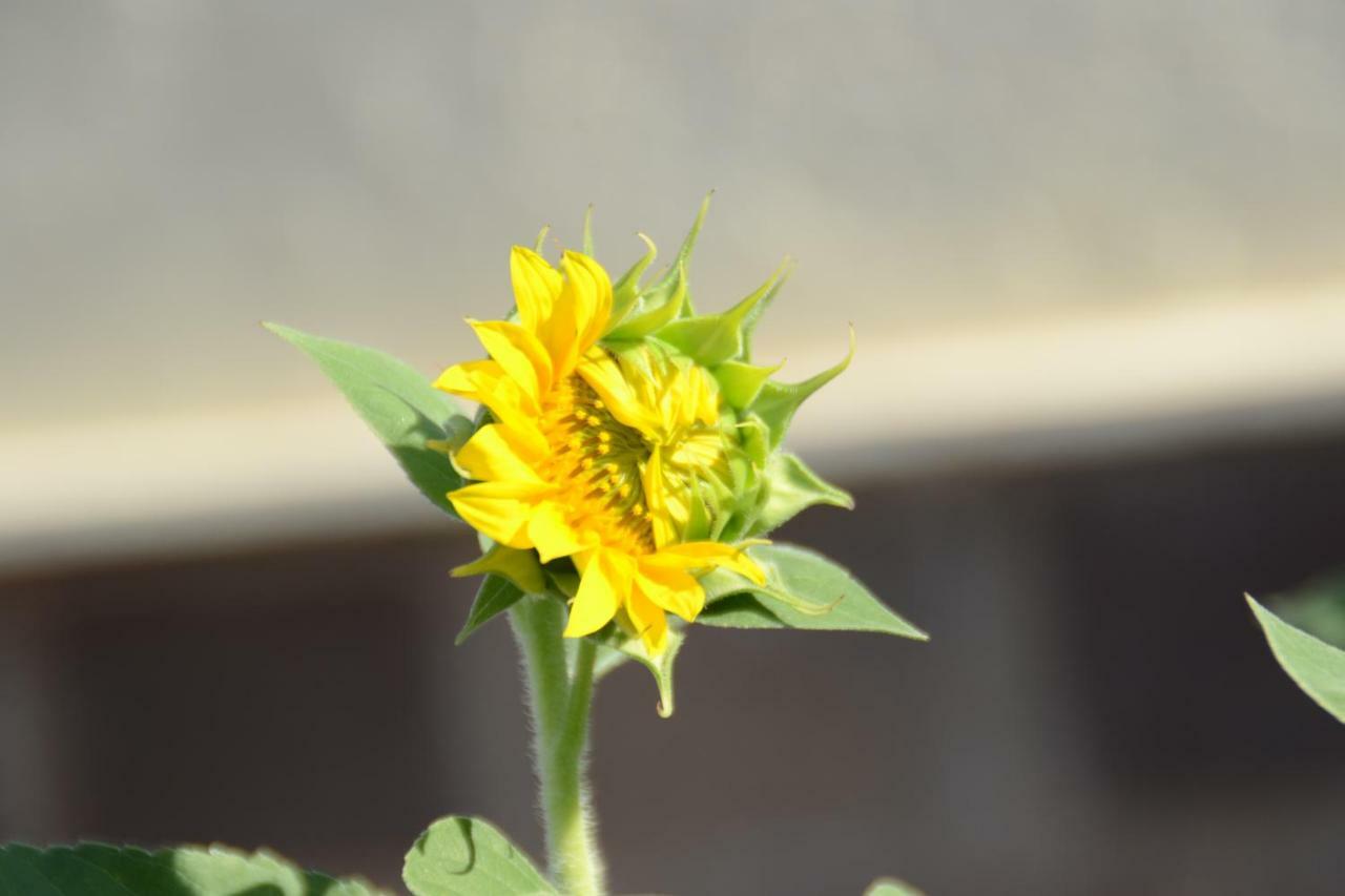 A1 Girasole B&B Castelnuovo Di Porto Exteriör bild